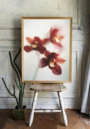 Элегантные орхидеи на светлом фоне - 2