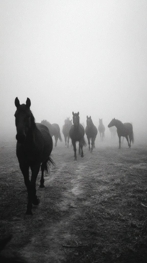 Стаи лошадей в тумане - 1