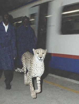 Гепард на платформе метро - 1